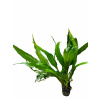Microsorium pteropus 'Narrow' - materská rastlina