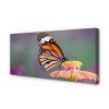 Obraz na plátne Farebný motýľ kvetina 100x50 cm