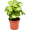 Syngonium pixie 6/tray 12x25 cm