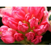 Rododendron Percy Wiseman (kontajner C2)
