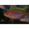 Iodotropheus sprengerae Red - 4,5-6cm