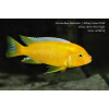 Metriaclima lombardoi Mbenji Island - 4,5-6cm