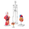Vevor Anatomické trojrozmerné modely 4 ks: mozog, ľudský trup, srdce, kostra GGJRQGMX4JTS5PXUBV0