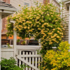 Perfektný creeper pre Pergola ~ Girald's Gifle (Perfektný creeper pre Pergola ~ Girald's Gifle)
