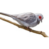 Holúbok diamantový - Geopelia cuneata