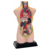 Vzdelávacia sada Anatomický rozkladací set väčší (4893338050504)