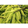 Kavkazský smrk 'Aureospicata' Picea orientalis 'Aureospicata'