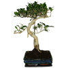 Ficus retusa - figovník - bonsai 667