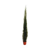 Cyprus vždyzelený FloraSelf Cupressus sempervierens 'Pyramidalis' 160 – 180 cm kvetináč 15 l