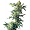 Sensi Seeds Northern Lights semena neobsahují THC 5 ks