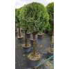 Thuja Emerald sa nakrájal na veľkú guľôčku fi 60 -80 cm (Thuja Emerald sa nakrájal na veľkú guľôčku fi 60 -80 cm)