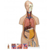 Torzo ľudského tela Klasik Unisex - 12 častí (Anatomické modely)