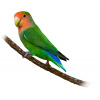 Agapornis ružovohrdlý - Agapornis roseicollis