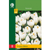 Krokusy White BL - 8 ks