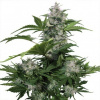 Buddha Seeds Bank Buddha Seeds White Dwarf Auto fem. Balenie: 5