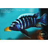 Cynotilapia zebroides 'Ndonga' Deep - 4-5,5cm