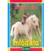 Hříbátka a jiná mláďata - autor neuvedený