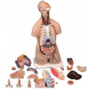 Torzo ľudského tela Klasik Unisex - 16 častí (Anatomické modely)