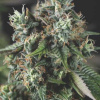 Pyramid Seeds - Auto Do-Si-Dos 3 ks - Semená neobsahujú THC.