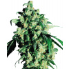 Sensi Seeds Cannabis Super Skunk® Regular, 10 ks