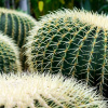 Echinocactus grusonii -kreslo matky -in -law kactus xl (Echinocactus grusonii -kreslo matky -in -law kactus xl)