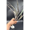 Vzácne Tillandsia Hildae pre zberateľov (Vzácne Tillandsia Hildae pre zberateľov)