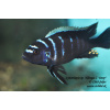 Cynotilapia zebroides 'Ndonga' Deep - 5,5-7cm