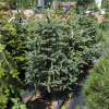 Smrek pichľavý 80/100 Picea pungens 80/100