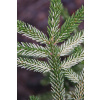 Kavkazský smrk „stříbrný Picea orientalis 'Silver Seedling'