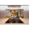 Panel do kuchyne Bengálsky tiger 100x50 cm