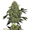 White Label OG Kush Automatic semena neobsahuji THC 5 ks