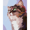 Maľovanie podľa čísel Zvedavá mačka 40x50cm Zuty