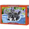 CASTORLAND Puzzle 1000 French Bulldog Puppies 104246-2