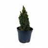 Smrek biely ‘Conica Piccolo’, v črepníku 2l Picea glauca Conica piccolo 2l