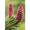 Smrek pichľavý, strieborný smrek, Picea pungens výška do 50 cm