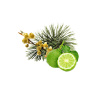 Sentiotec Saunová esencia-Arola pine-bergamot-litsea 100 ml