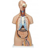 Torzo tela s otvoreným chrbtom - 21 častí (Anatomické modely)
