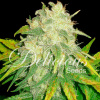 Delicious Seeds IL Diavolo Auto Balenie: 3