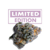 Growers Choice - Platinum Mimosa Cookies Double XL Auto 5 ks - Semená neobsahujú THC