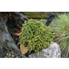 Smrek nórsky Picea abies Pygmaea
