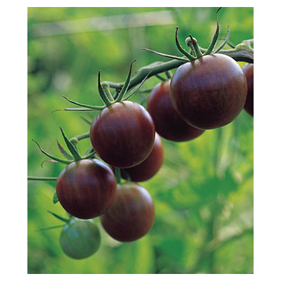 semena paradajka cherry – Heureka.sk