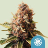 Royal Queen Seeds Semená kanabisu Euphoria Feminizované (vysoké CBD) 1 pcs