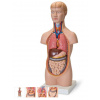 Mini torzo tela - 12 častí (Anatomické modely)