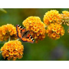 Budleja Weyer Sungold (Budleja Weyer Sungold)