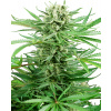 Sensi Seeds Research Papi Chulo OG semena neobsahuji THC 5 ks