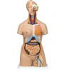 Torzo tela Deluxe dualsex - 24 častí (Anatomické modely)