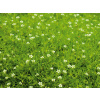 Sagina subulata GREEN (Machovička šidlovitá)