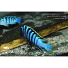 Cynotilapia zebroides 'Chewere' - 4-5,5cm