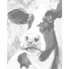 ZUTY Bodkovanie - FAREBNÁ KRAVA Rámovanie: vypnuté plátno na rám, Rozmer: 80x100 cm