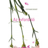 Az évforduló (Stephanie Bishop)(Pevná)
